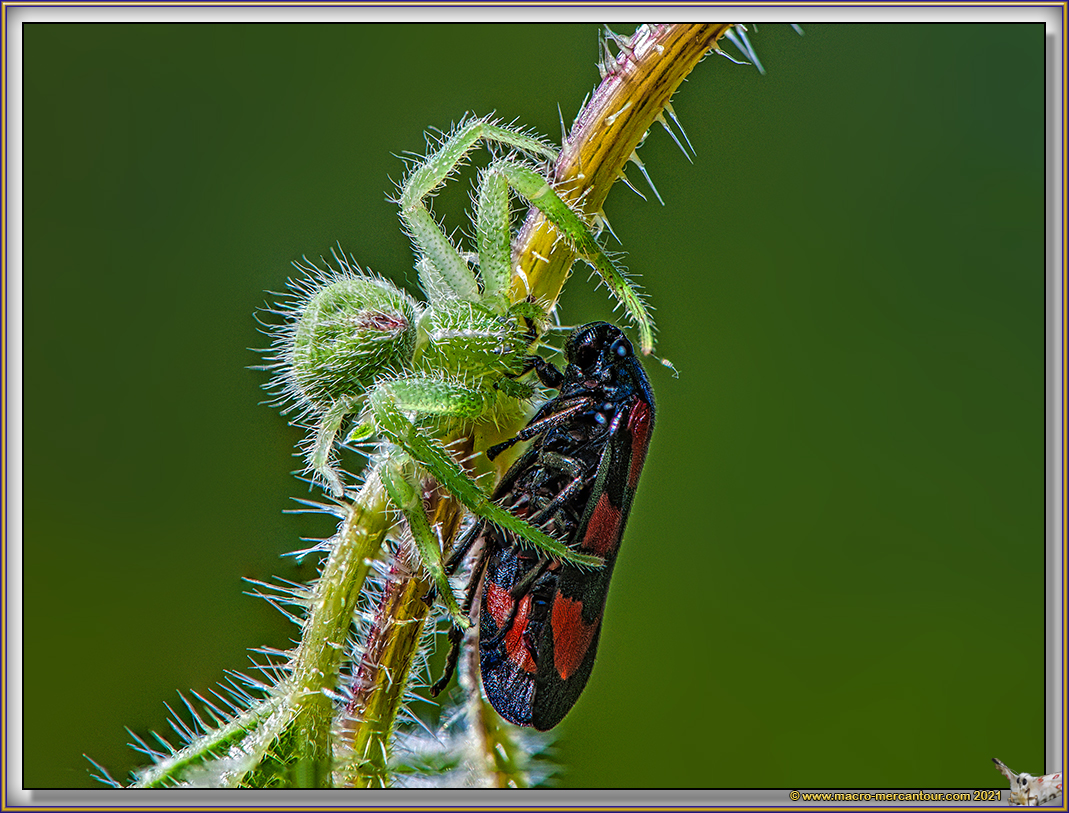 Sparassidae